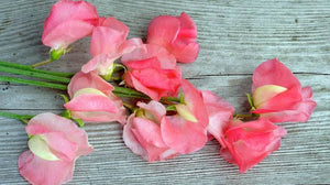 SWEET PEA PINK DIANA SEED