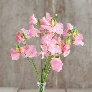 SWEET PEA PINK DIANA SEED