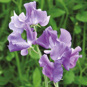 SWEET PEA BLUE REFLECTIONS SEED