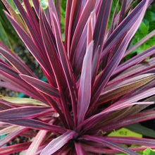 Load image into Gallery viewer, CORDYLINE PASO DOBLE
