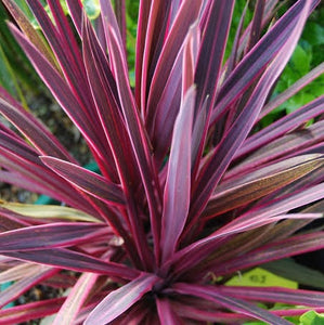 CORDYLINE PASO DOBLE