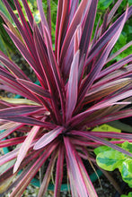 Load image into Gallery viewer, CORDYLINE PASO DOBLE
