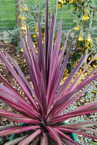 CORDYLINE PASO DOBLE