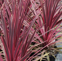 Load image into Gallery viewer, CORDYLINE PASO DOBLE
