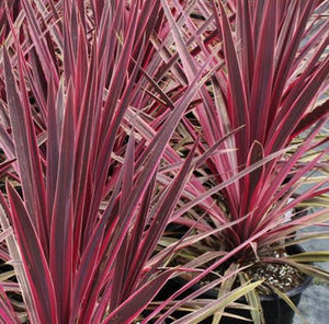 CORDYLINE PASO DOBLE