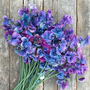 SWEET PEA BLUE BUTTERFLY SEED