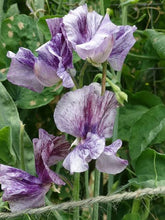 Load image into Gallery viewer, SWEET PEA PATRICIA ANN SEED
