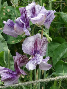 SWEET PEA PATRICIA ANN SEED