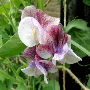 SWEET PEA PATRICIA ANN SEED