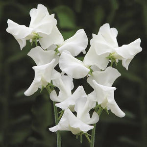 SWEET PEA SWAN LAKE SEED