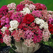 Load image into Gallery viewer, SWEET WILLIAM DWARF MIX SEED
