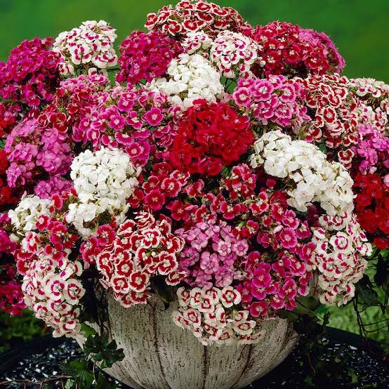 SWEET WILLIAM DWARF MIX SEED