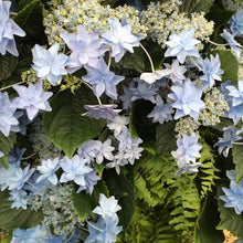 Load image into Gallery viewer, HYDRANGEA MACROPHYLLA FIREWORKS 2.5L
