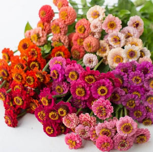 ZINNIA SEED LILIPUT MIX SEED