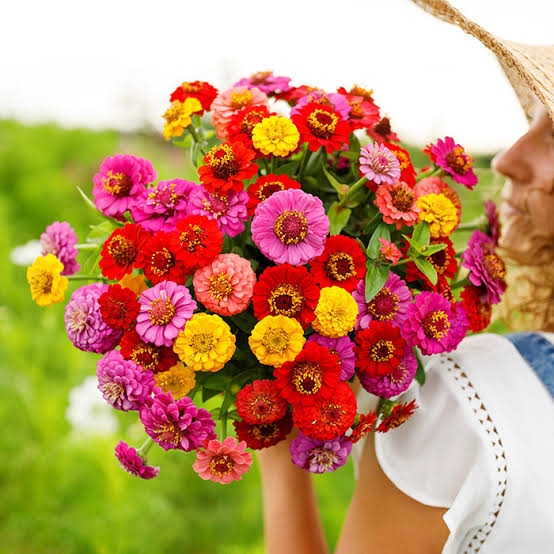 ZINNIA SEED LILIPUT MIX SEED