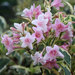 WEIGELA FLORIDA VARIEGATA 4.5L