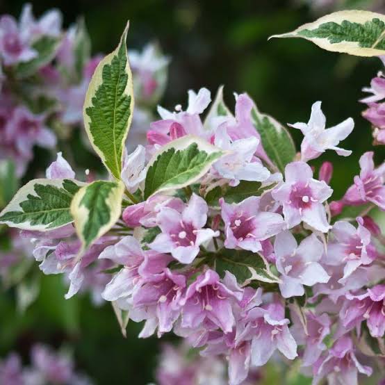 WEIGELA FLORIDA VARIEGATA 4.5L