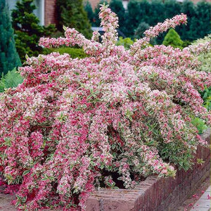 WEIGELA FLORIDA VARIEGATA 4.5L