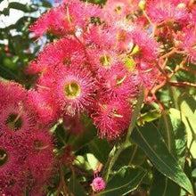 Load image into Gallery viewer, EUCALYPTUS FICIFOLIA x CALOPHYLLA
