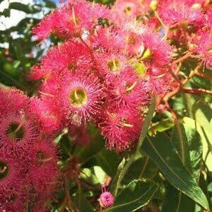 EUCALYPTUS FICIFOLIA x CALOPHYLLA