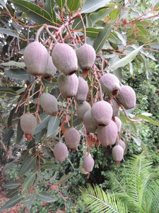 EUCALYPTUS FICIFOLIA x CALOPHYLLA