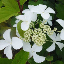 Load image into Gallery viewer, HYDRANGEA PANICULATA LEVANA 3.5L
