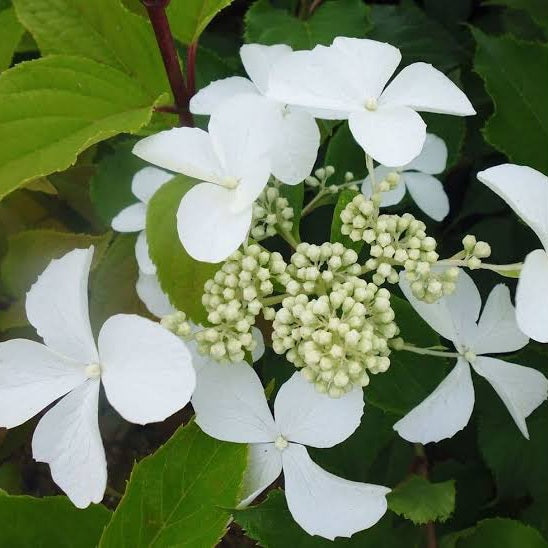 HYDRANGEA PANICULATA LEVANA 3.5L