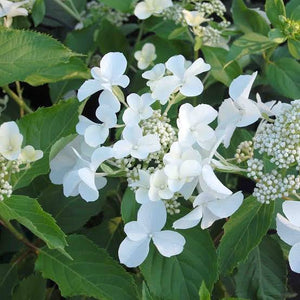 HYDRANGEA PANICULATA LEVANA 3.5L