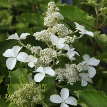 Load image into Gallery viewer, HYDRANGEA PANICULATA LEVANA 3.5L
