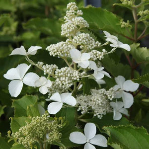 HYDRANGEA PANICULATA LEVANA 3.5L