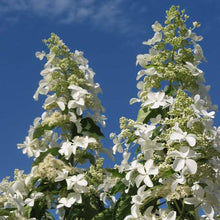 Load image into Gallery viewer, HYDRANGEA PANICULATA LEVANA 3.5L
