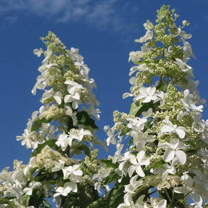 HYDRANGEA PANICULATA LEVANA 3.5L