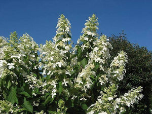 HYDRANGEA PANICULATA LEVANA 3.5L