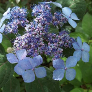 HYDRANGEA SERRATA COVER ME 3.5L