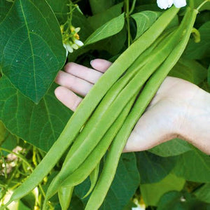 BEANS CLIMBING HUMONGOUS MEGAPODS SEED