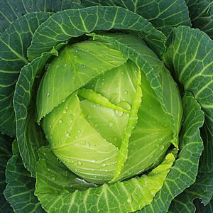 CABBAGE RACER DRUMHEAD SEED