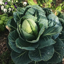 Load image into Gallery viewer, CABBAGE SUGARLOAF SEED
