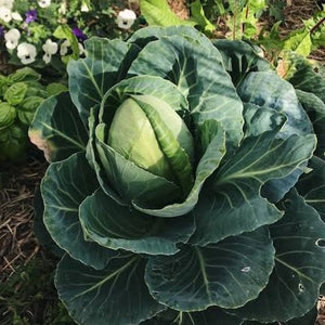 CABBAGE SUGARLOAF SEED