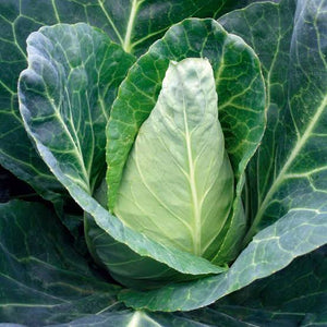 CABBAGE SUGARLOAF SEED