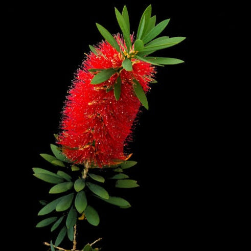 CALLISTEMON GREEN JOHN