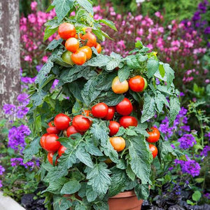 TOMATO PATIO SEED