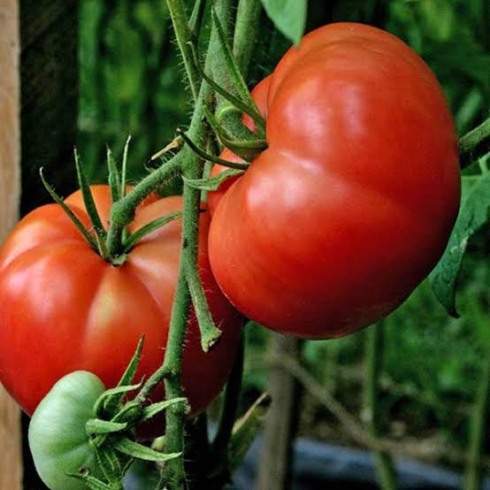 TOMATO GROSSE LISSE SEED