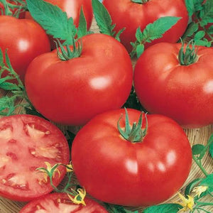 TOMATO GROSSE LISSE SEED