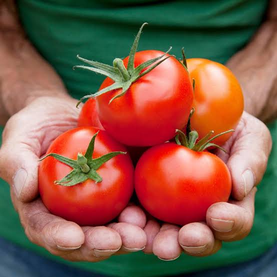 TOMATO MONEYMAKER SEED