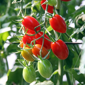 TOMATO ROMA SEED