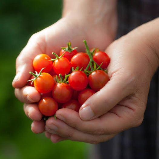 TOMATO SMALL FRY SEED