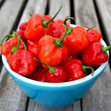 Load image into Gallery viewer, CHILLI HABANERO SEED
