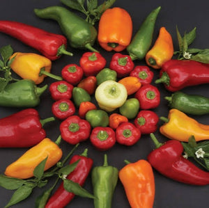 CAPSICUM COLOUR SALAD SEED