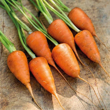 Load image into Gallery viewer, CARROT EARLY CHANTENAY SEED
