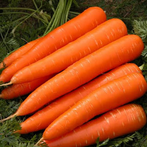 CARROT MAJESTIC RED SEED